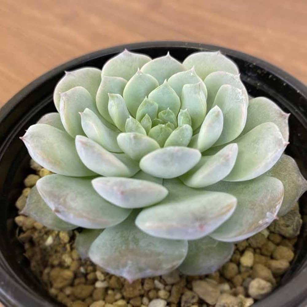 Amazon｜多肉植物 エケベリア アメージンググレイス 9cm ポット